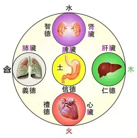 胃 五行|三、脏与腑的关系